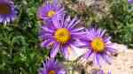 Aster alpinus im Garten pflanzen (Einrichtungsbeispiele mit Alpen-Aster)