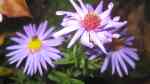 Aster dumosus am Gartenteich pflanzen (Einrichtungsbeispiele mit Kissen-Aster)