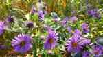 Aster novae-angliae im Garten pflanzen (Einrichtungsbeispiele mit Raublättrige Aster)