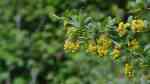 Berberis vulgaris im Garten pflanzen (Einrichtungsbeispiele mit Gewöhnliche Berberitze)