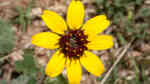 Berlandiera lyrata im Garten pflanzen (Einrichtungsbeispiele mit Schokoladenblume)