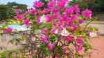 Bougainvillea glabra im Garten pflanzen (Einrichtungsbeispiele mit Kahle Drillingsblume)