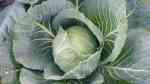 Brassica oleracea var. capitata f. alba im Garten pflanzen (Einrichtungsbeispiele mit Weißkohl)