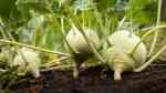 Brassica oleracea var. gongylodes im Garten pflanzen (Einrichtungsbeispiele mit Kohlrabi)