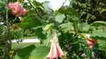 Brugmansia suaveolens im Garten pflanzen (Einrichtungsbeispiele mit Engelstrompete)