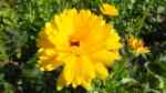 Calendula officinalis im Garten pflanzen (Einrichtungsbeispiele mit Ringelblume)