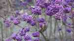 Callicarpa bodinieri im Garten pflanzen (Einrichtungsbeispiele mit Liebesperlenstrauch)