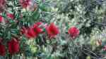 Callistemon citrinus im Garten pflanzen (Einrichtungsbeispiele mit Karminroter Zylinderputzer)