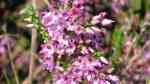 Calluna vulgaris am Gartenteich pflanzen (Einrichtungsbeispiele mit Besenheide)