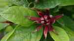 Calycanthus floridus im Garten pflanzen (Einrichtungsbeispiele mit Echter Gewürzstrauch)