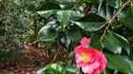 Camellia japonica im Garten pflanzen (Einrichtungsbeispiele mit Japanische Kamelie)