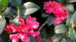 Camellia sasanqua im Garten pflanzen (Einrichtungsbeispiele mit Herbstblühende Kamelie)