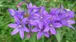 Campanula glomerata im Garten pflanzen (Einrichtungsbeispiele mit Knäuel-Glockenblume)