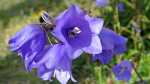 Campanula persicifolia im Garten pflanzen (Einrichtungsbeispiele mit Pfirsichblättrige Glockenblume)