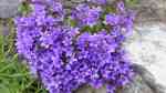 Campanula portenschlagiana im Garten pflanzen (Einrichtungsbeispiele mit Dalmatiner Glockenblume)