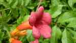 Campsis radicans im Garten pflanzen (Einrichtungsbeispiele mit Amerikanische Klettertrompete)