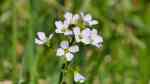 Cardamine pratensis im Garten pflanzen (Einrichtungsbeispiele mit Wiesen-Schaumkraut)