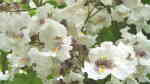 Catalpa bignonioides im Garten pflanzen (Einrichtungsbeispiele mit Gewöhnlicher Trompetenbaum)