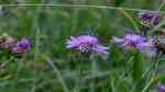 Centaurea jacea im Garten pflanzen (Einrichtungsbeispiele mit Wiesen-Flockenblume)