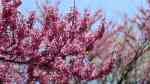 Cercis canadensis im Garten pflanzen (Einrichtungsbeispiele mit Kanadischer Judasbaum)