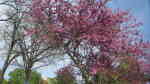 Cercis siliquastrum im Garten pflanzen (Einrichtungsbeispiele mit Gewöhnlicher Judasbaum)