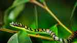 Chrysopelea ornata im Terrarium halten (Einrichtungsbeispiele mit Paradies-Baumschlange)