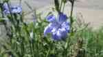 Cichorium intybus im Garten pflanzen (Einrichtungsbeispiele mit Wegwarte)