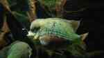 Cincelichthys pearsei im Aquarium halten (Einrichtungsbeispiele für Pantano-Buntbarsch)