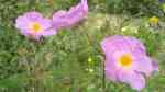 Cistus incanus im Garten pflanzen (Einrichtungsbeispiele mit Graue Zistrose)