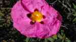 Cistus purpureus im Garten pflanzen (Einrichtungsbeispiele mit Immergrüne Zistrose)