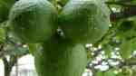 Citrus aurantiifolia im Garten pflanzen (Einrichtungsbeispiele mit Echte Limette)