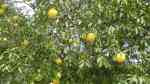 Citrus paradisi im Garten pflanzen (Einrichtungsbeispiele mit Grapefruitbaum)