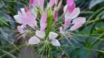 Cleome spinosa im Garten pflanzen (Einrichtungsbeispiele mit Spinnenblume)