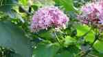 Clerodendrum bungei im Garten pflanzen (Einrichtungsbeispiele mit Chinesischer Losbaum)