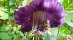 Cobaea scandens im Garten pflanzen (Einrichtungsbeispiele mit Glockenrebe)