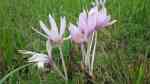 Colchicum autumnale im Garten pflanzen (Einrichtungsbeispiele mit Herbstzeitlose)