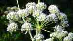 Conium maculatum im Garten pflanzen (Einrichtungsbeispiele mit Gefleckter Schierling)