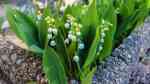 Convallaria majalis im Garten pflanzen (Einrichtungsbeispiele mit Maiglöckchen)