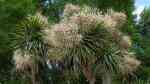 Cordyline australis im Garten pflanzen (Einrichtungsbeispiele mit Kohlbaum)