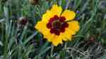 Coreopsis im Garten pflanzen (Mädchenaugen)