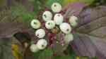 Cornus alba im Garten pflanzen (Einrichtungsbeispiele mit Sibirischer Hartriegel)