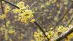 Cornus mas im Garten pflanzen (Einrichtungsbeispiele mit Kornelkirsche)