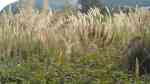 Cortaderia selloana am Gartenteich pflanzen (Einrichtungsbeispiele mit Amerikanisches Pampasgras)