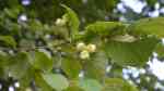 Corylus avellana im Garten pflanzen (Einrichtungsbeispiele mit Haselnuss)