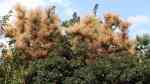 Cotinus coggygria im Garten pflanzen (Einrichtungsbeispiele mit Grüner Perückenstrauch)