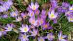 Krokus im Garten pflanzen (Einrichtungsbeispiele mit Crocus-Arten)