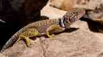 Crotaphytus collaris im Terrarium halten (Einrichtungsbeispiele für Halsbandleguan)