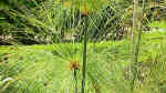 Cyperus papyrus am Gartenteich pflegen (Teichbeispiele mit Papyrus-Gras)