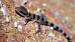 Cyrtodactylus pulchellus im Terrarium halten (Einrichtungsbeispiele mit Schöngeckos)