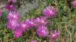 Delosperma cooperi im Garten pflanzen (Einrichtungsbeispiele mit Rote Mittagsblume)